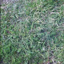 grass011